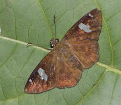 Celaenorrhinus putra