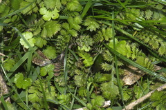 Leptinella squalida squalida