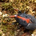 Red Stripe Weevil - Photo (c) Jason Alexander, some rights reserved (CC BY-NC)