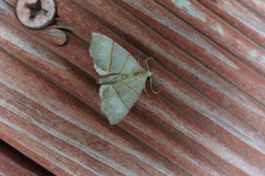 Gonepatica opalina