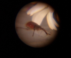 Tatianaerhynchites aequatus