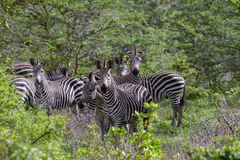 Equus quagga crawshayi