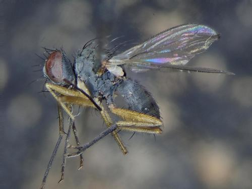Coenosia pumila