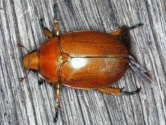 Anoplognathus hirsutus