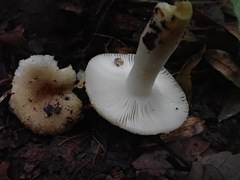 Russula insignis
