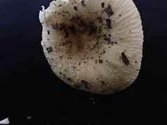 Russula insignis