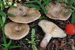 Lactarius cistophilus
