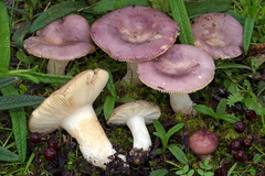 Russula cistoadelpha