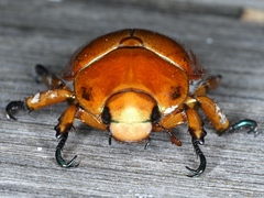 Anoplognathus hirsutus