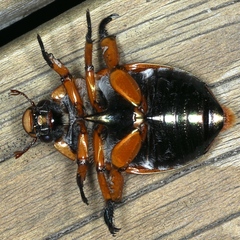 Anoplognathus hirsutus