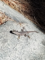 Sceloporus occidentalis