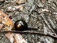 Victaphanta compacta