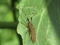 Agapanthia annularis
