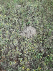 Nannospalax leucodon