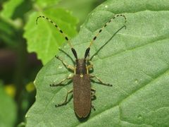 Agapanthia annularis