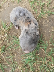 Nannospalax leucodon