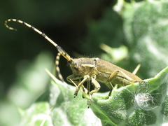 Agapanthia annularis