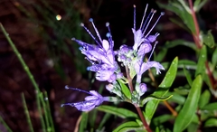 Caryopteris mongholica