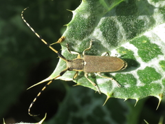 Agapanthia annularis