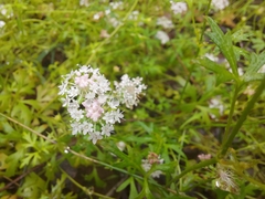 Trachymene procumbens