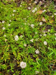 Trachymene procumbens