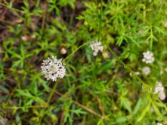 Trachymene procumbens