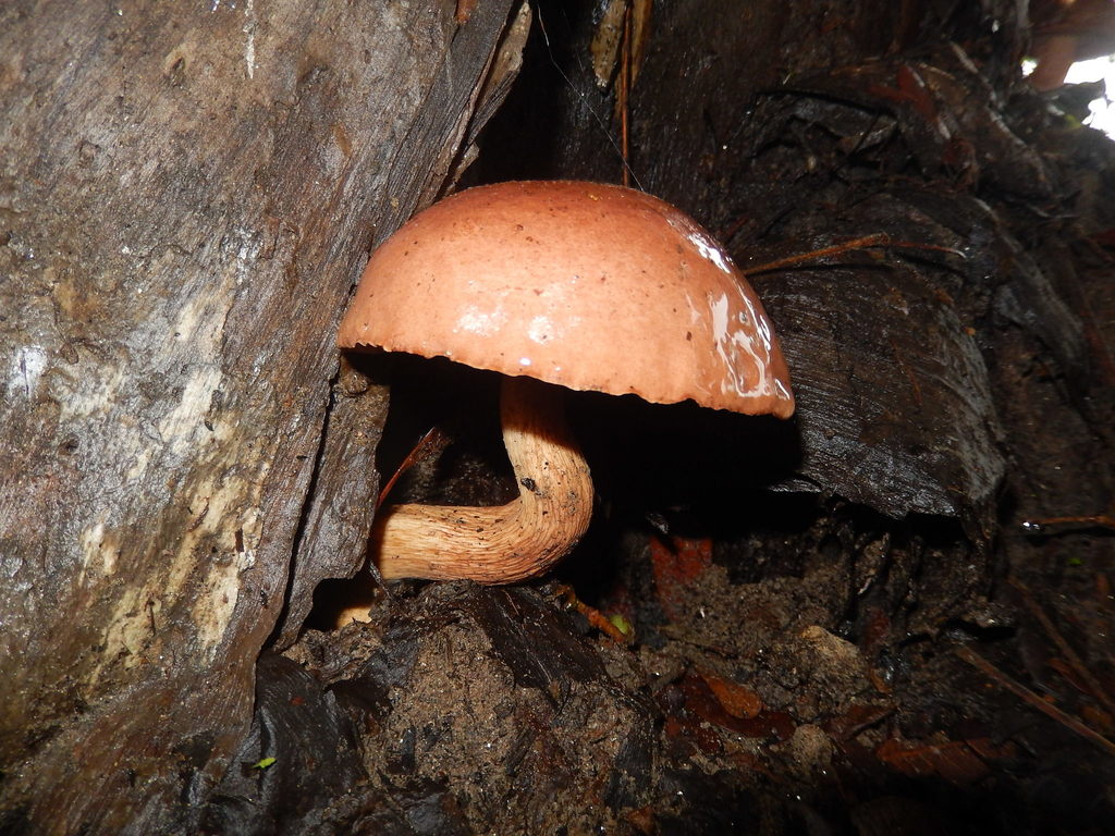 Boletus haedinus