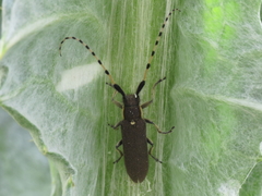 Agapanthia annularis