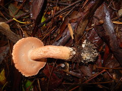 Boletus haedinus