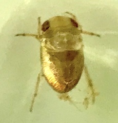 Neoplea striola