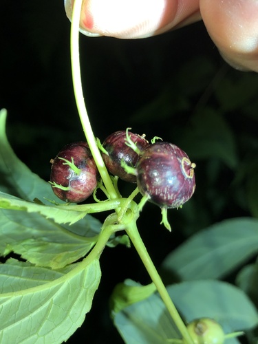 Cyclocodon lancifolius, photograph 2