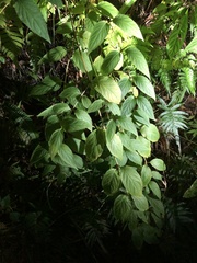 Cyclocodon lancifolius, photograph (c) Takaaki Hattori, some rights reserved (CC BY)