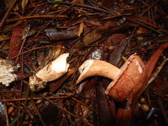 Boletus haedinus