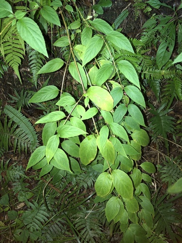 Cyclocodon lancifolius, photograph 4