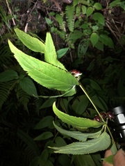 Cyclocodon lancifolius, photograph (c) Takaaki Hattori, some rights reserved (CC BY)