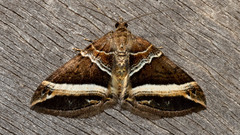 Chrysolarentia conifasciata