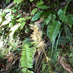 Ainsliaea macroclinidioides