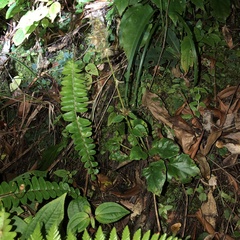 Ainsliaea macroclinidioides