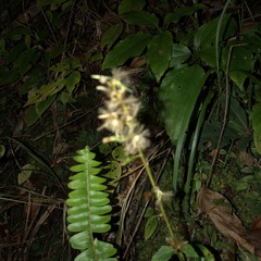 Ainsliaea macroclinidioides