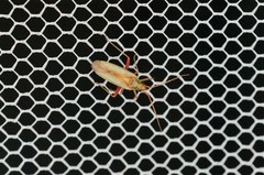 Stenotus rubrovittatus
