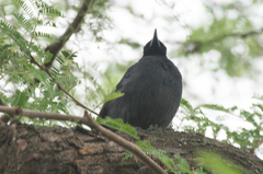 Laniarius funebris