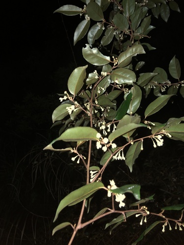 Elaeagnus glabra (Elaeagnus glabra)