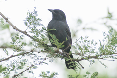 Laniarius funebris