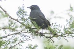 Laniarius funebris