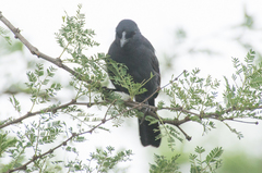 Laniarius funebris