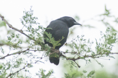 Laniarius funebris