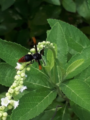 Rhynchium haemorrhoidale