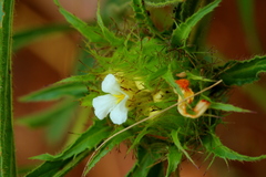 Crabbea angustifolia