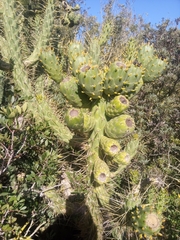 Austrocylindropuntia subulata