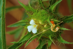 Crabbea angustifolia